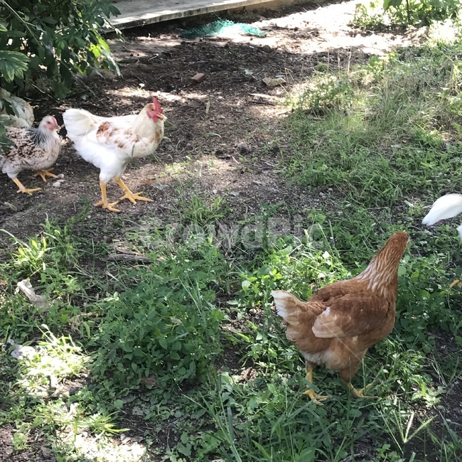 닭,자연,풀,달걀,방목,동물,animal,조류,새,birds