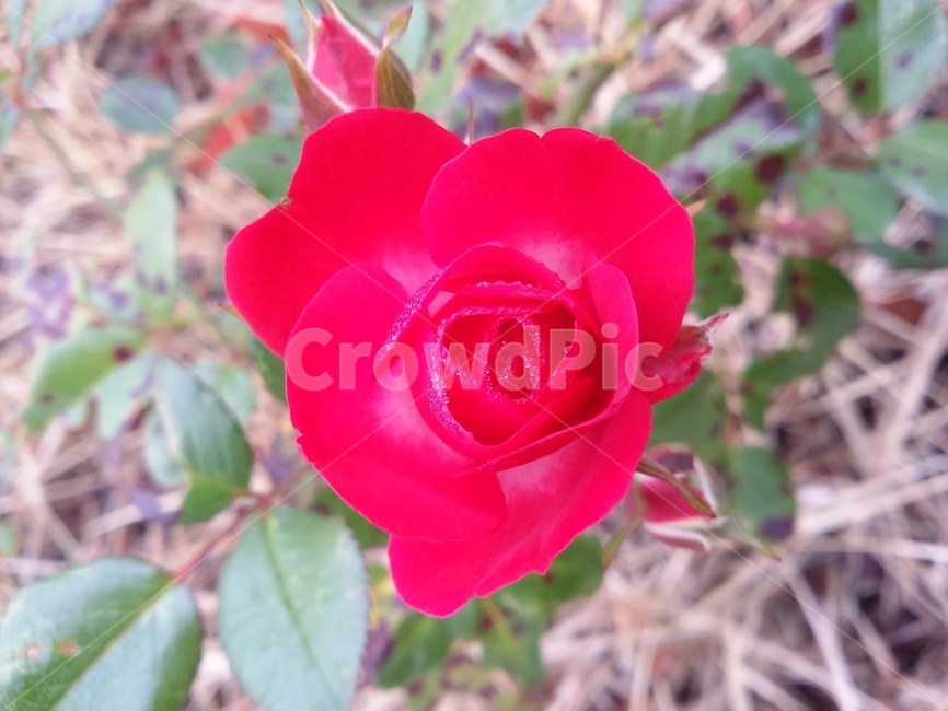 장미,rose,꽃,flower,식물,plant,자연,식물,자연,plants,nature,꽃,flower