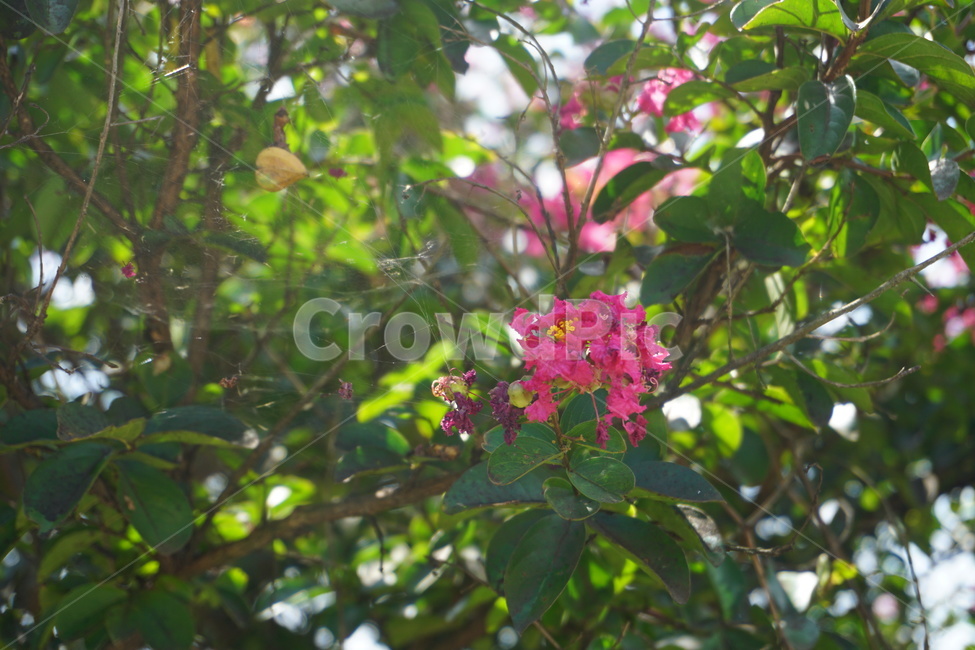 열매,꽃,핑크,초록,나무,자연,식물,자연,plants,nature,꽃,flower