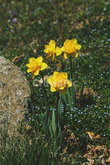 꽃,식물,flower,blossom,plant