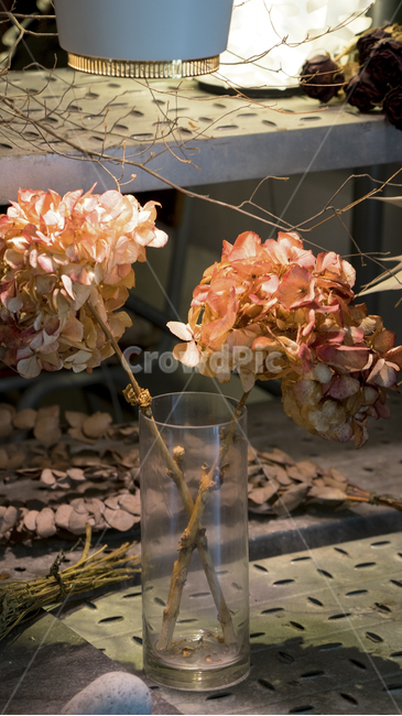 flower,gardening,dry,bottle,interior,cafe,꽃병,드라이플라워,가드닝,인테리어,소품,실내용화초,화분,화초,house plant