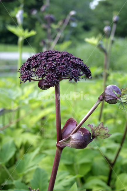 당귀,식물,flower,plants,nature,꽃,꽃봉오리,식물,자연,plants,nature,꽃,flower