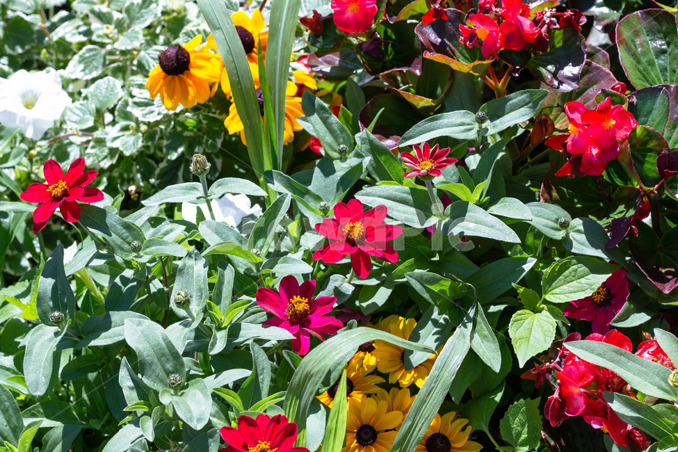 꽃,식물,flower,빨간꽃,노란꽃,자연,식물,자연,plants,nature,꽃,flower