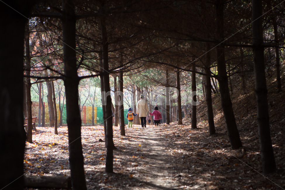 human,인간,person,사람,land,plant,식물,forest,숲,outdoors,옥외,woodland,삼림지,tree,나무,vegetation,초목,grove,작은숲,nature,자연,가족,산책,산책로