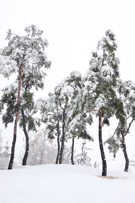 눈,나무,쓸쓸,폭설,눈밭,겨울,계절,winter,season,자연,풍경,nature,landscape,outdoors,옥외