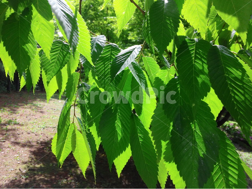 나뭇잎,녹색,공원,푸르름,싱그러움,봄,햇빛,leaf,green,park,식물,자연,plants,nature