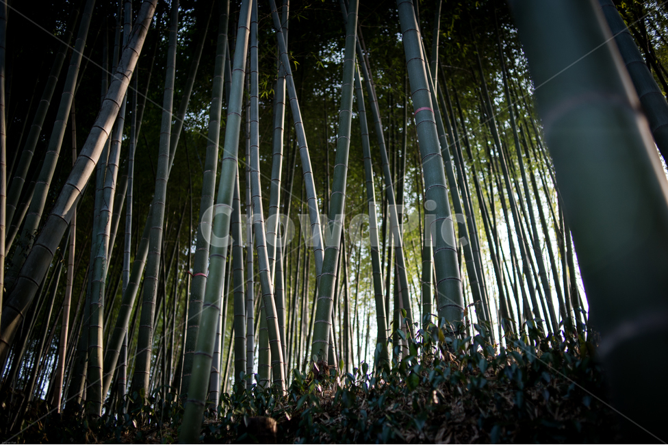 대나무,대나무숲,숲,풍경,forest,자연,녹음,스산함,어두움,자연,풍경,nature,landscape,식물,plants,나무,trees,wood,plant