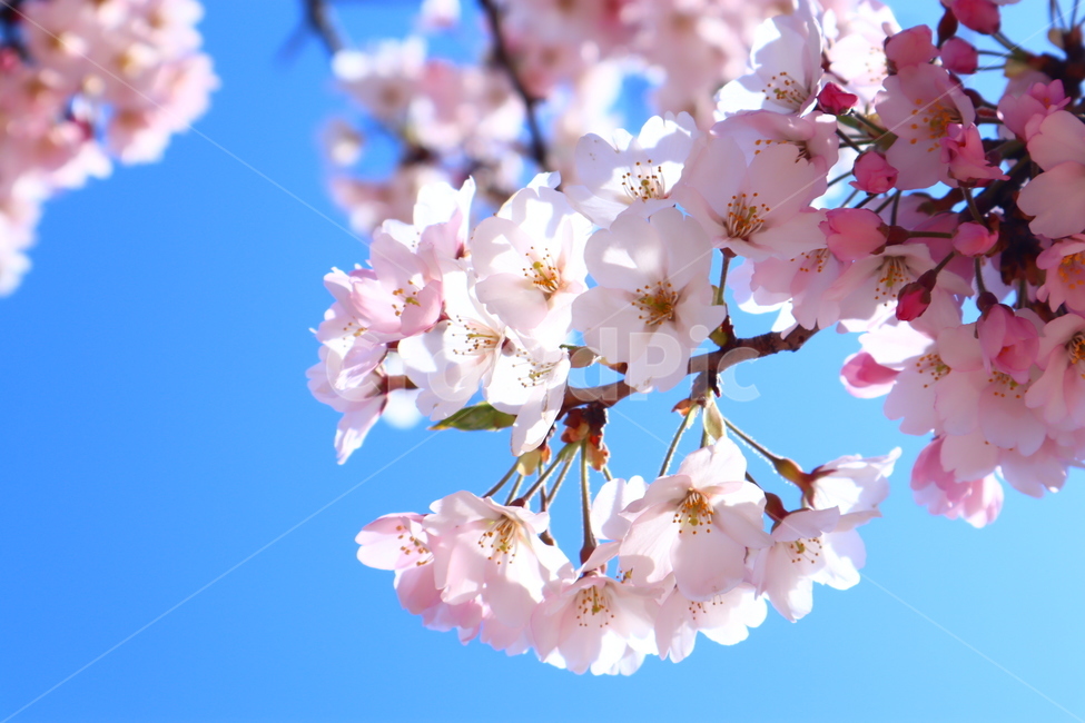 벚꽃,봄날,봄,꽃,감성,배경,spring,봄,계절,spring,season,plant,식물