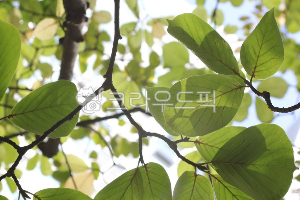 나무,나뭇잎,목련,목련잎,leaf,tree