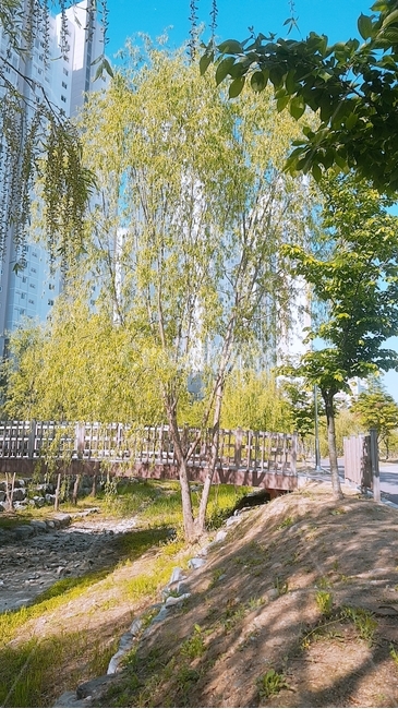 화창한예픈꽃,공원,소나무,꽃,햇빛,산책