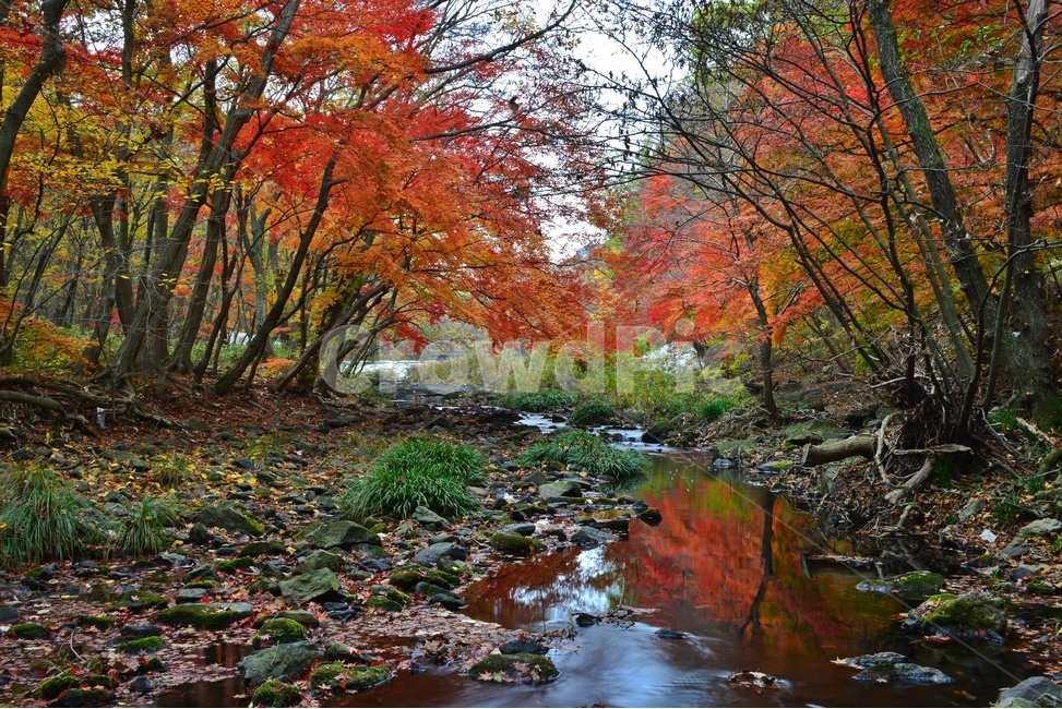 tree,나무,plant,식물,leaf,잎,maple,단풍,고창,선운사,도솔천,선운사가을,가을,계절,추색,만추,단풍잎,낙엽,가을,계절,fall,autumn,season