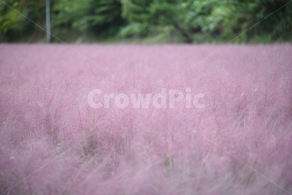 핑크뮬리,갈대,꽃,가을,autumn,pinkmuhly,grass,pink,flower,가을,계절,fall,autumn,season