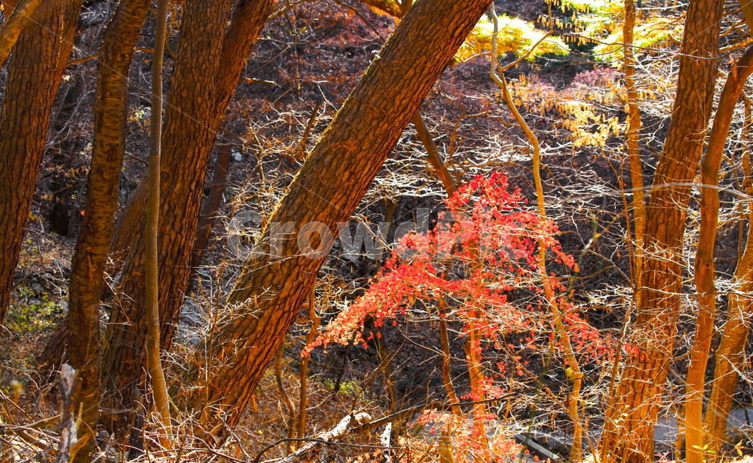 가을,단풍,나무,산,숲속,햇살,빛,감성,가을,계절,fall,autumn,season,leaf,잎,plant,식물,tree,maple