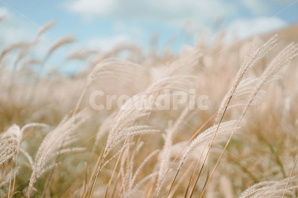 갈대,억새풀,가을,갈대밭,fall,가을,계절,fall,autumn,season,감성,sensible,feeling,grass,잔디,plant,식물