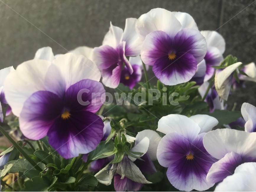나팔꽃,꽃,꽃배경,보라색,보라색꽃,보라색나팔꽃,배경,배경사진,꽃무늬,감성,감성배경,식물,자연,plants,nature,꽃,flower
