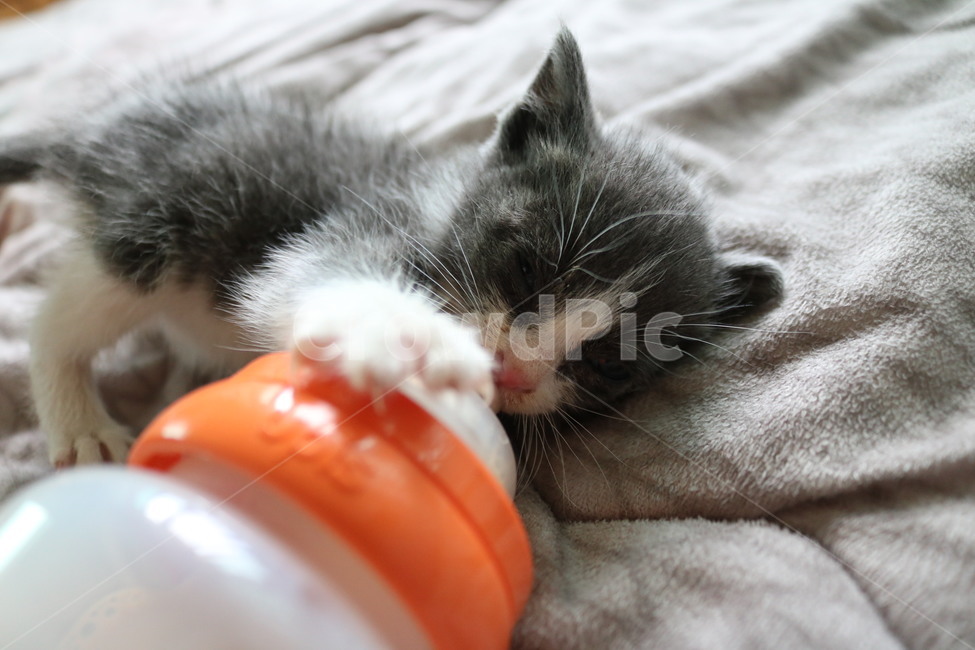 cat,고양이,pet,animal,kitten,동물,고양이새끼,mammal,포유류,새끼,아기고양이,낮잠,동물,animal,포유류,mammal,고양이,cat,kitten,kitty