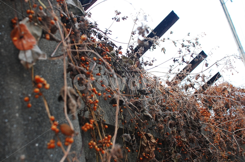 탱자나무,plant,식물,벽,쓸쓸한,leaf