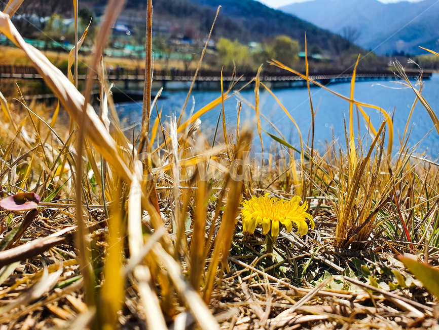 봄,봄꽃,나무,계절,하늘,식물,꽃,자연,호수,민드레,잔디,grass,plant,land,outdoors,nature