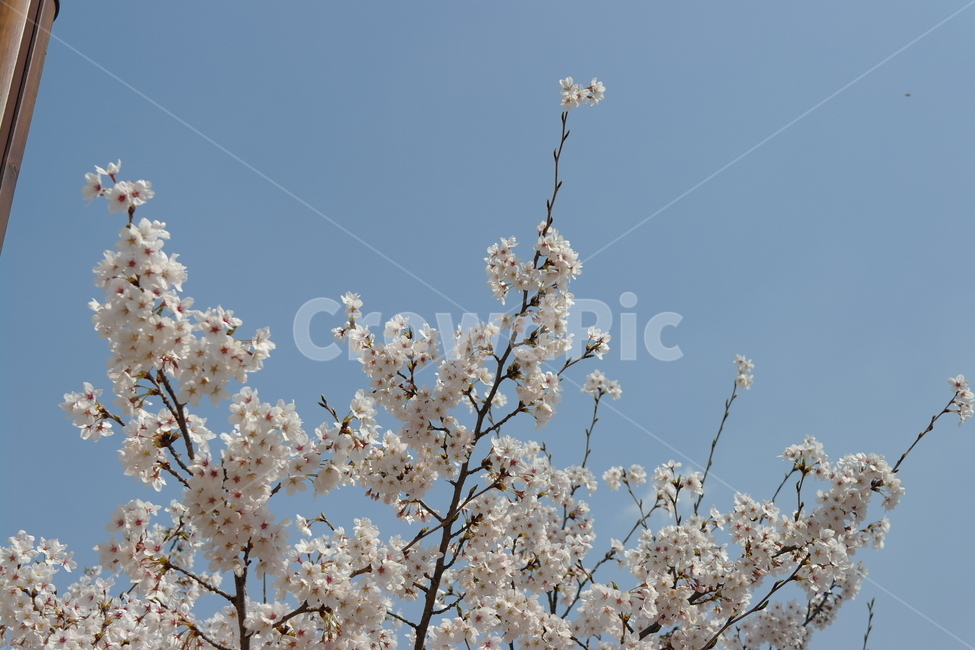 벚꽃,꽃,봄,하늘,자연,봄,계절,spring,season,식물,자연,plants,nature,꽃,flower,plant,blossom