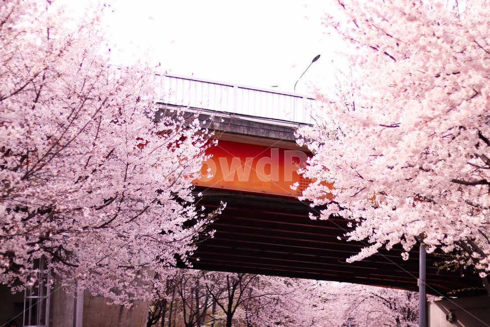 서울숲,벚꽃,다리,감성,꽃,봄,계절,spring,season,식물,자연,plants,nature,꽃,flower,나무,trees,wood,plant,blossom,cherry blossom
