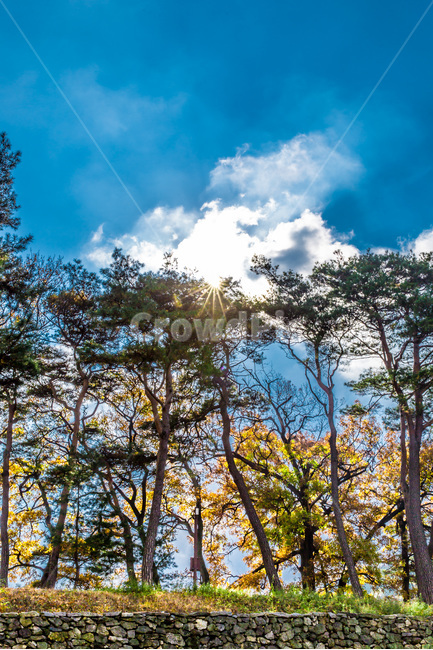 돌담,감성,가을,하늘,구름,가을,계절,fall,autumn,season,자연,풍경,nature,landscape,식물,plants,나무,trees,wood,light,빛,flare,플레어,tree,plant