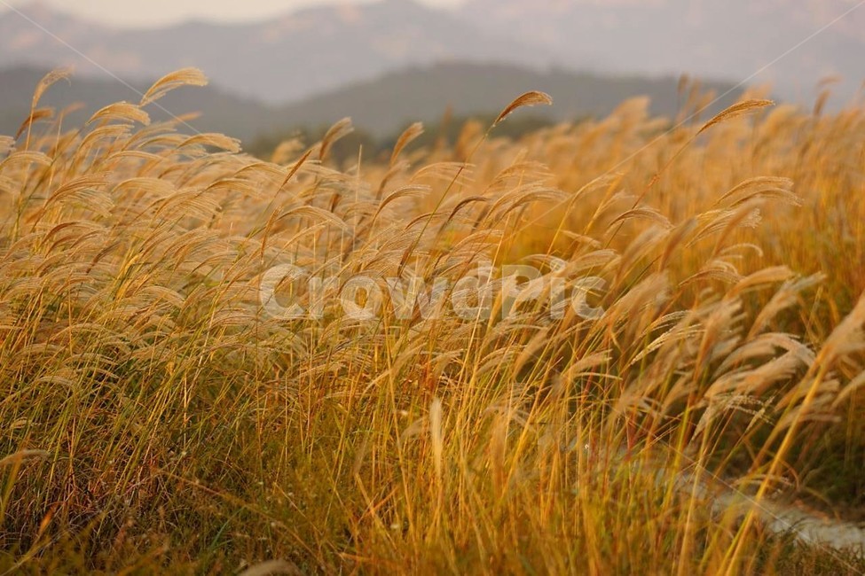 가을,억새,식물,자연,일몰,석양,감성,서정,fall,바람,풍경,nature,autumn,태양,계절,season,가을,계절,fall,autumn,season,자연,풍경,nature,landscape,plant