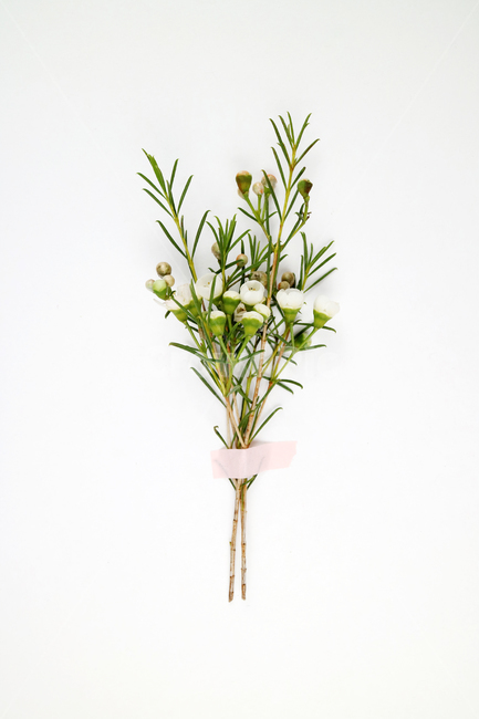 꽃,식물,꽃송이,왁스플라워,배경,백그라운드,꽃봉오리,flower,nature,flora,background,꽃,flower