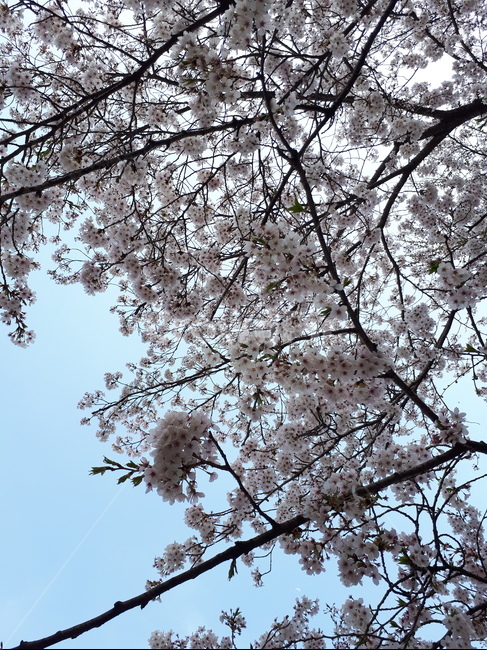 벚꽃,분홍색,벚꽃나무,하늘,봄,분홍벚꽃