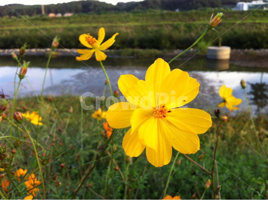 꽃,노란꽃,강,줄기,들녘,river,flower,yellow,가을,계절,fall,autumn,season,식물,자연,plants,nature,꽃,flower,plant,blossom,petal,꽃잎