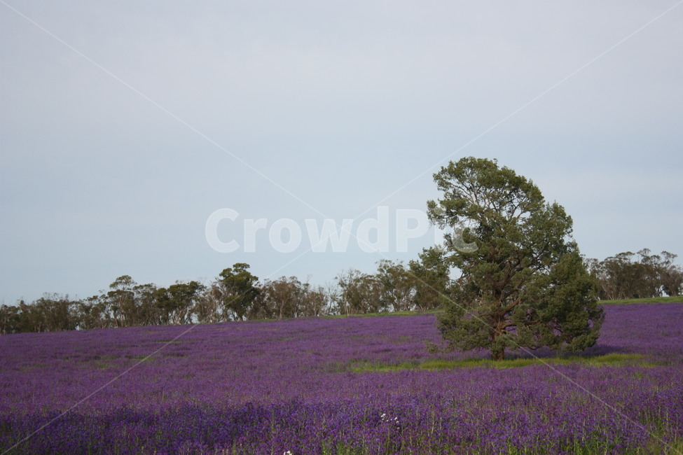 plant,식물,나무,tree,보라색,purple,평원