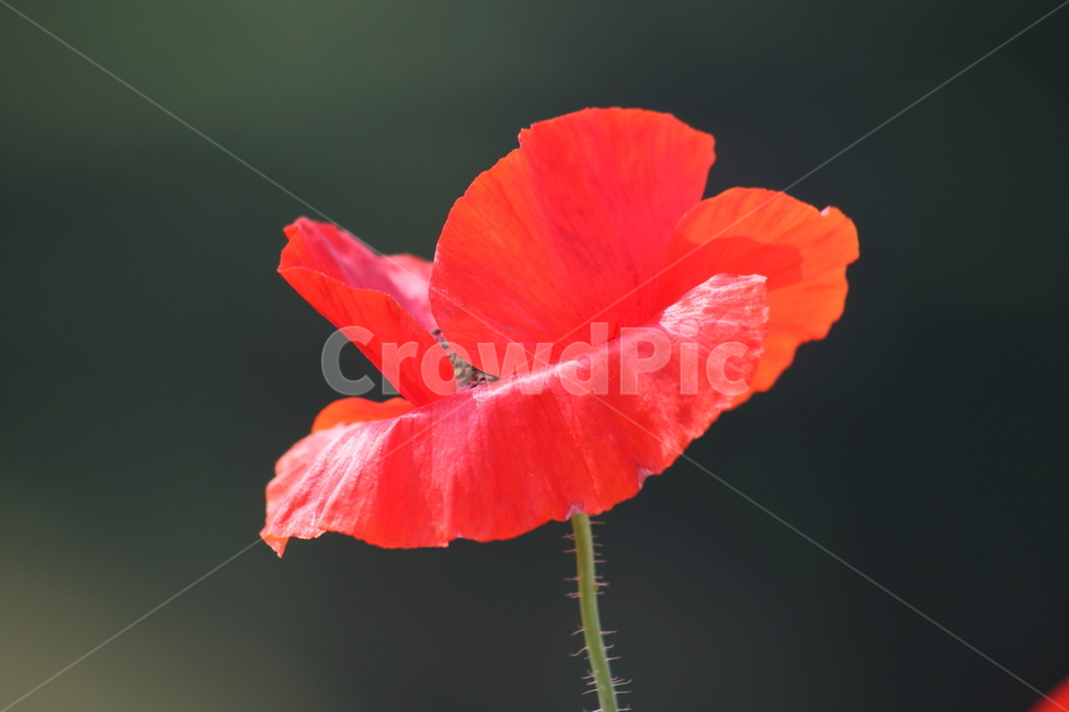 꽃양귀비,개양귀비,양귀비,봄,poppy