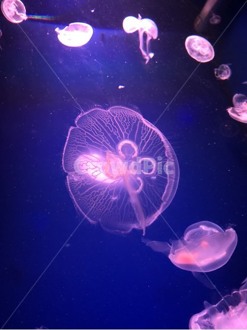 해파리,동물,바닷속,아쿠아리움,바다,젤리피쉬,jellyfish,보라색,아름다운,동물,animal