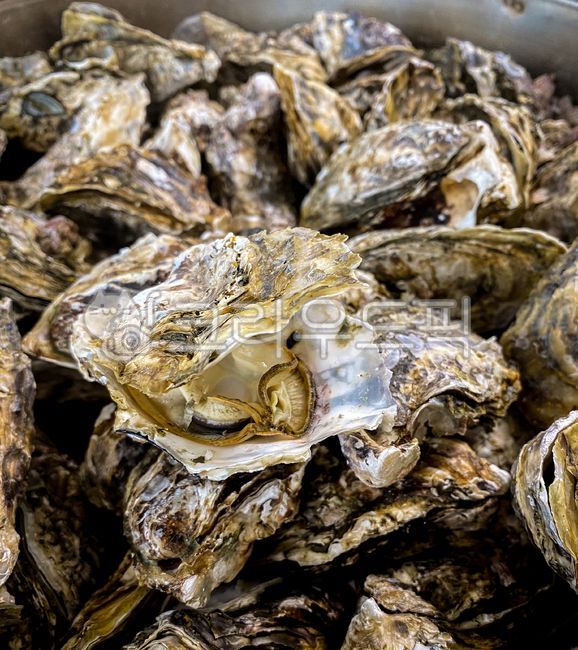 Oysters,grilled oysters,seasonal food,seasonal seafood,Tongyeong oysters,Wando oysters,Goheung,seaside,restaurant recommendations,steamed oysters,stone oysters,direct delivery from the production site
