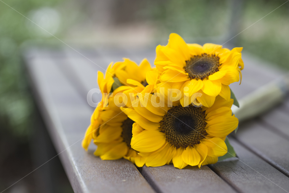 Bench,seed,plant,yellow,bouquet,sunflower flower,sunflower,flower