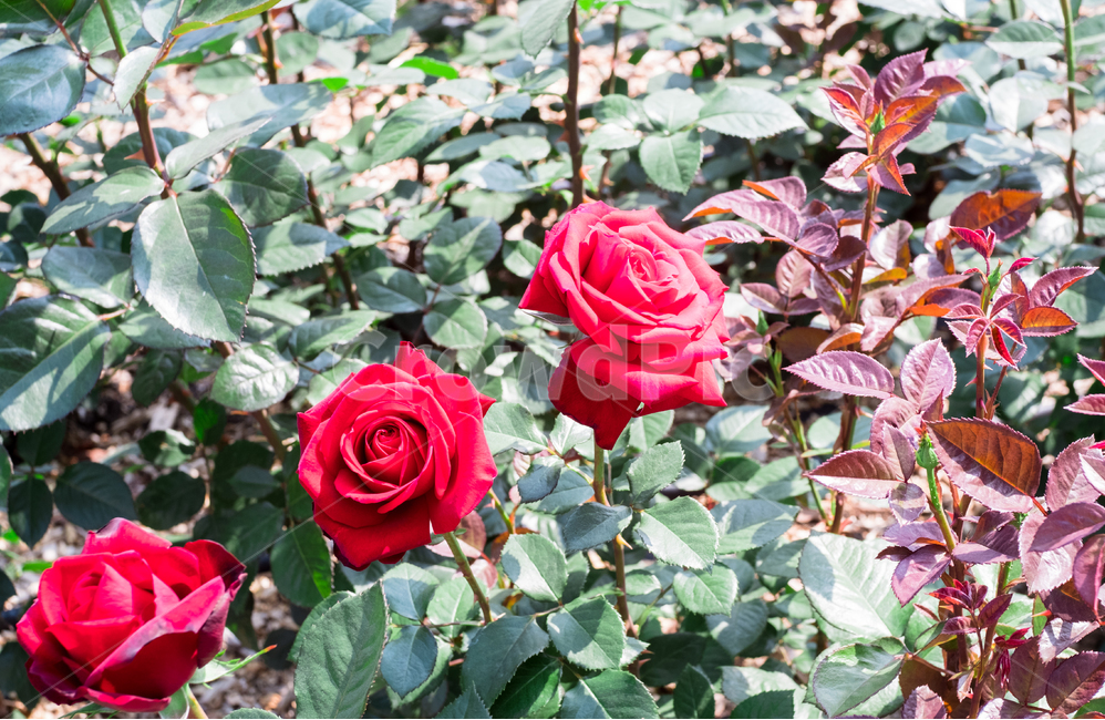 장미,장미의계절,정열,레드,색,식물,자연,plants,nature,꽃,flower