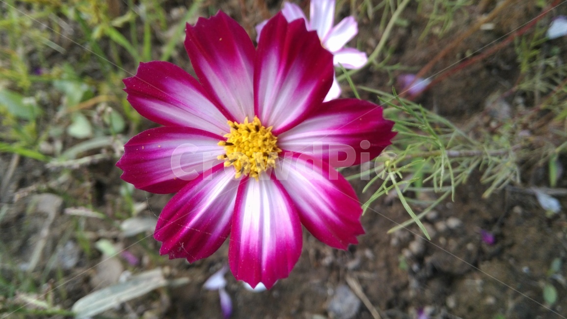 꽃,식물,flower,이쁘다,화려한,식물,자연,plants,nature,꽃,flower