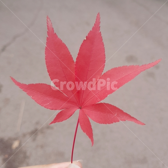 식물,잎,단풍,빨강색,가을,가을,계절,fall,autumn,season,leaf,plant,tree,나무