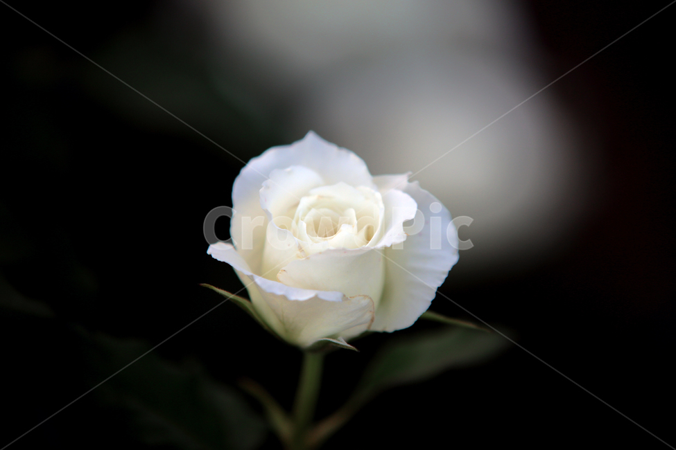 plant,식물,flower,꽃,장미,rose