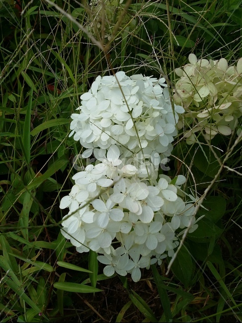 꽃,식물,plant,flower,자연,풀,식물,자연,plants,nature,꽃,flower