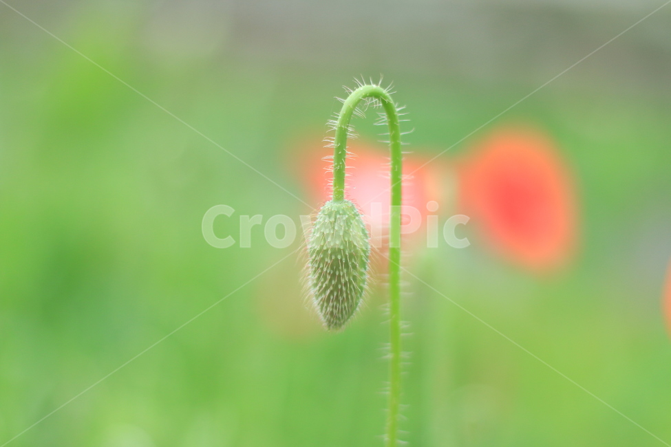 여름,시작,양귀비,위안,꽃,식물,자연,plants,nature,꽃,flower