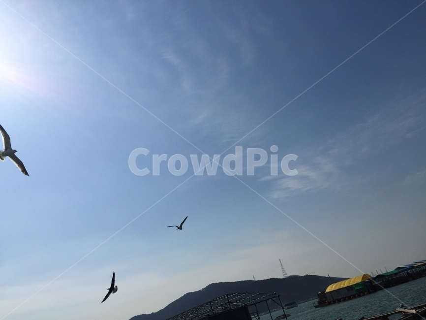 바닷가,갈매기,바다,바다갈매기,삼길포,자연,풍경,nature,landscape,flying,나는,animal,동물,bird,새