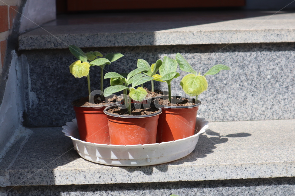 식물,화분,봄,따뜻함,잎,햇빛,실내용화초,화분,화초,house plant