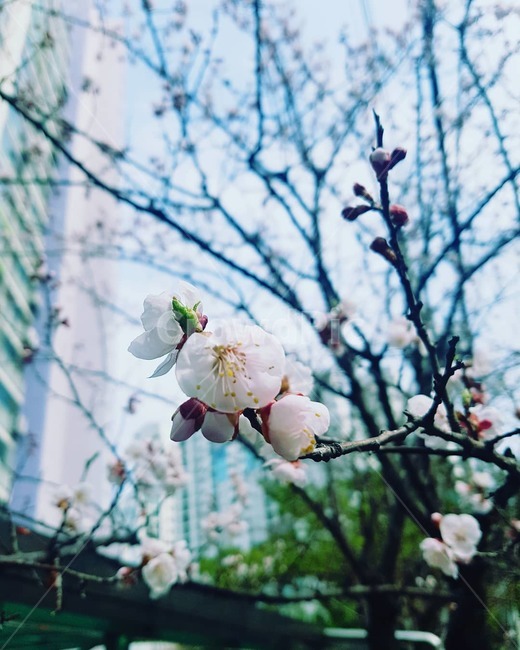 꽃,벚꽃,흰색,벚꽃나무,꽃나무