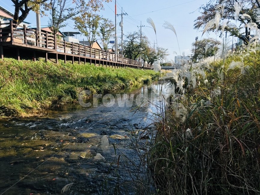 나무,식물,물,계곡,갈대,자연,풍경,nature,landscape