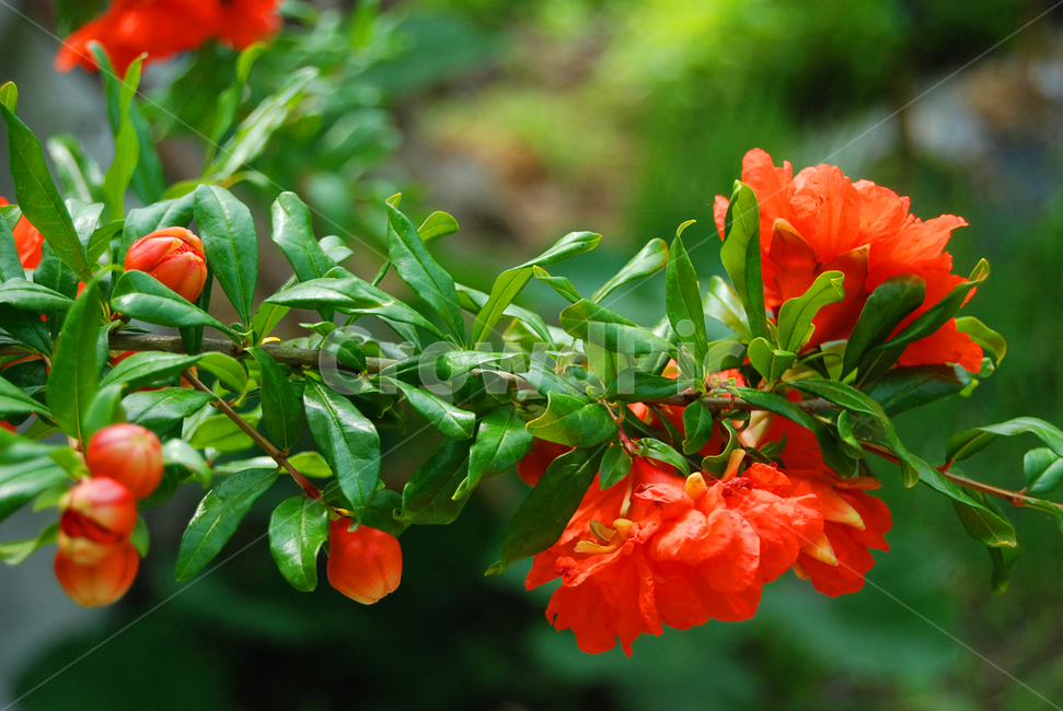 자연,식물,꽃,석류,석류꽃,식물,자연,plants,nature,꽃,flower