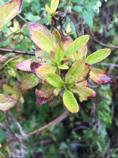 leaf,잎,plant,식물,초록