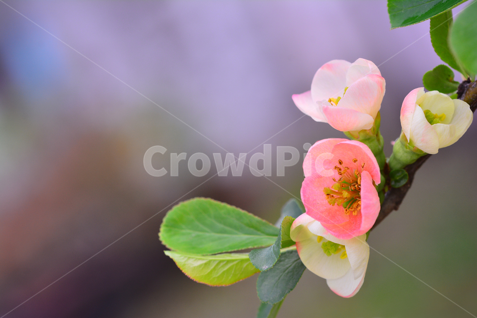 봄꽃,명자꽃,명자나무,꽃,분홍색꽃,핑크색,4월,5월,flowers,분위기,감성,필,화사한,아름다운,우아한,beautiful,엘레강스,elegance,연분홍색,나무꽃,관목,느낌,배경,바탕,백그라운드,background,보케,빛망울,접사,마크로,클로즈업,macro,봄,계절,spring,season,식물,자연,plants,nature,꽃,flower,plant,geranium,제라늄,blossom