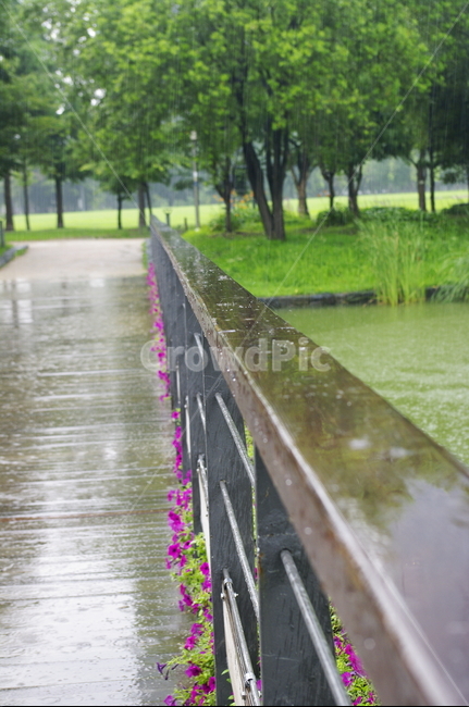 비,빗방울,초록,잎,나무,식물,plant,자연,nature,길,자연,풍경,nature,landscape,비,비오는날,rain,rainy,boardwalk,산책로,building,건물,bridge,다리