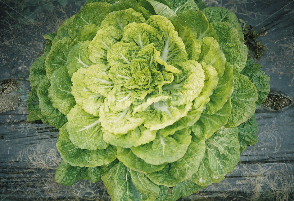 배추,야채,시골밭,봄동,채소,vegetable,raw,cabage,노지재배,green,연두,녹색,계절,겨울