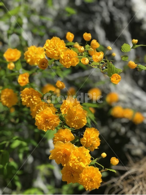 꽃,노란꽃,노란색,자연,돌,감성사진,flower,yellow,yellowflower,nature,rock